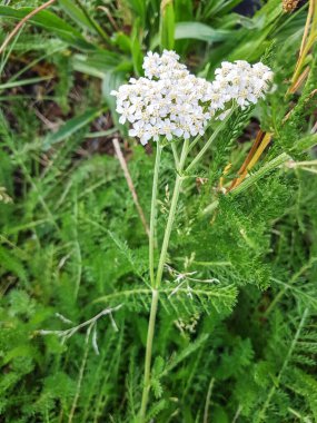 Yarrow veya milenrama, Achillea millefolium, Galiçya, İspanya 'da yetişiyor.