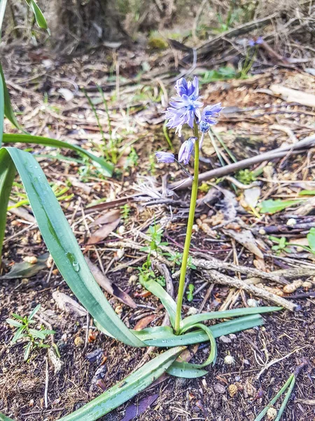 Merino Hyacinth Flower Scilla Merinoi Endemism Galicia Spain — Stock Photo, Image