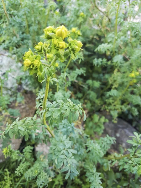 Rue Ruda Flecos Ruta Chalepensis Creciendo Galicia España — Foto de Stock