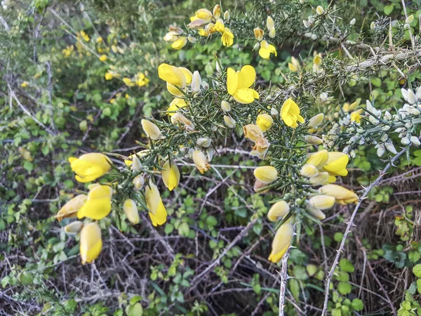 Thorny Gorse Tojo Branch Ulex Europaeus Growing Galicia Spain — Stock Photo, Image