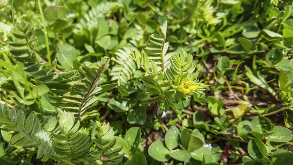 Bird Foot Cornicabra Pie Pajaro Ornithopus Compressus Growing Meadows Galicia — Stock Photo, Image