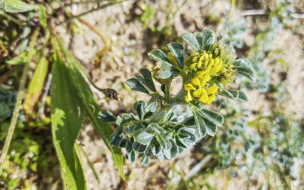 Medick Costero Mar Carreton Playa Marina Medicago Creciendo Dunas Costeras — Foto de Stock