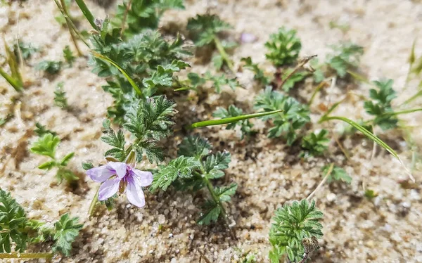 Filaree Tallo Rojo Pico Cigüeña Pinweed Erodium Cicutarium Que Crece — Foto de Stock