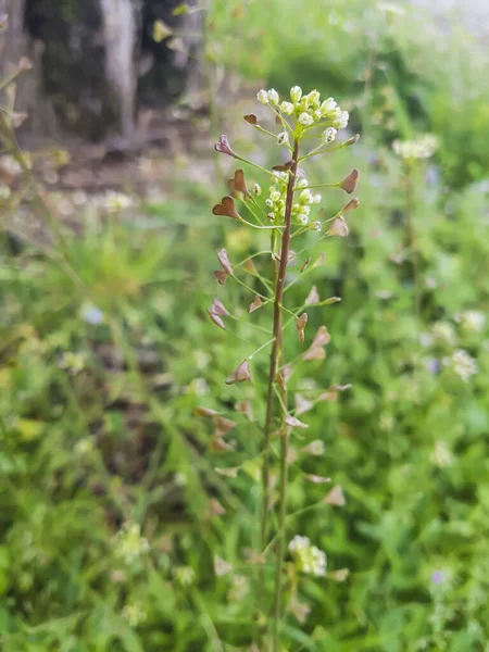 Shepherd Purse Capsella Bursa Pastoris Growing Galicia Spain — Stock Photo, Image