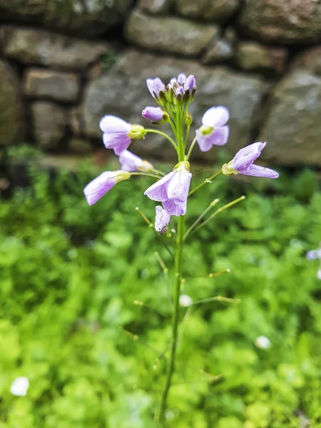 Cucú Bata Señora Lechera Cardamine Pratensis Que Crece Galicia España — Foto de Stock