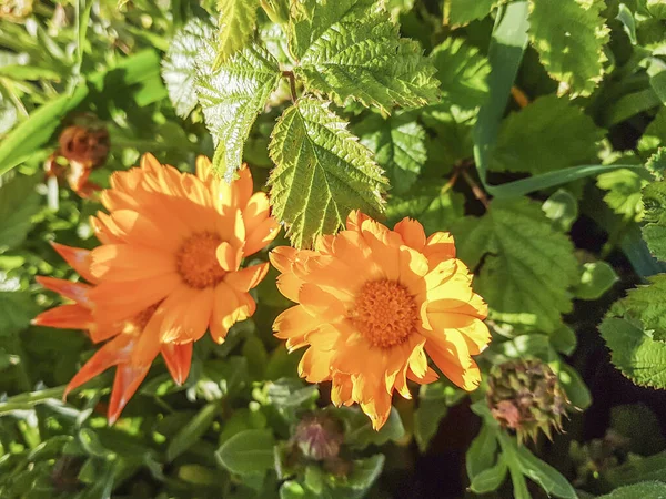 Calendula Calendula Rubini Calendula Officinalis Che Cresce Galizia Spagna — Foto Stock