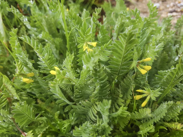 Bird Foot Cornicabra Pie Pajaro Ornithopus Compressus Growing Meadows Galicia — Stock Photo, Image