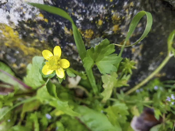 Crece Galicia Ranunculus Repens Botón Dorado Creciendo Galicia España — Foto de Stock