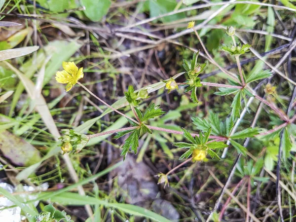 Tormentil, septfoil veya dikme cinquefoil, Potentilla erecta, Galiçya, İspanya 'da yetişir