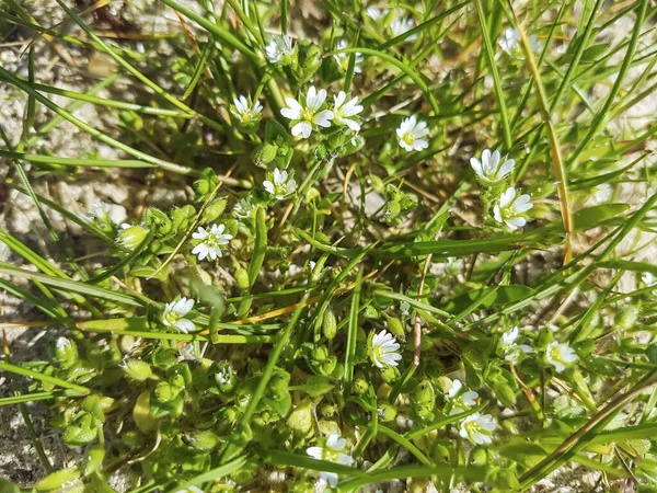 スペインのガリツィアで栽培されている4本の雄鶏の雑草や海のマウス耳 Cerastium Diffusum — ストック写真