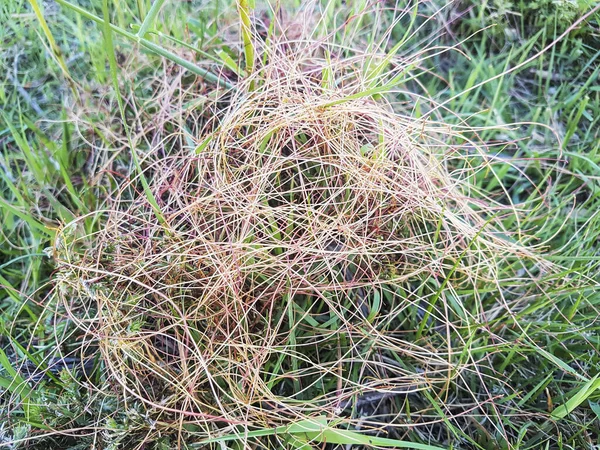 Kleine Dodder Hellweed Wurgtare Cuscuta Epithymum Parasitaire Plant Galicië Spanje — Stockfoto