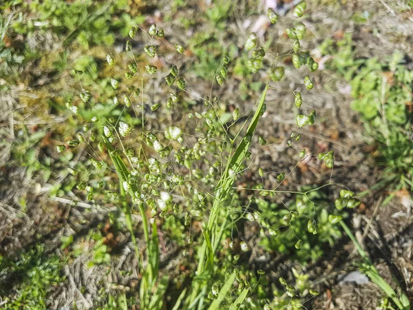 Lesser Quaking Grass Little Quakinggrass Briza Minor Growing Meadows Galicia — Stock Photo, Image