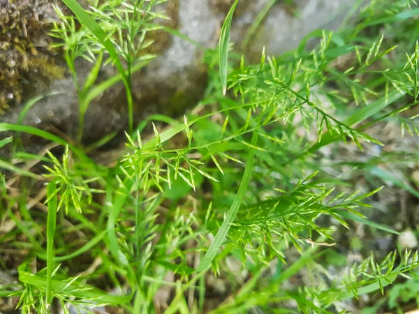 Хит Ложный Бром Tor Grass Brachypodium Pinnatum Растет Галисии Испания — стоковое фото