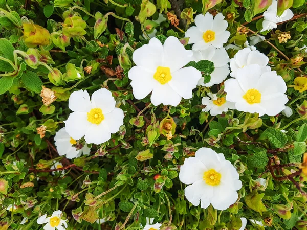 Adaçayı yapraklı kaya gülü, salvia cistus ya da jaguarzo, Cistus salviifolius, Galiçya, İspanya 'da yetişiyor.