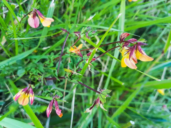 Trébol Ciervo Común Del Pie Ave Lotus Corniculatus Que Crece — Foto de Stock