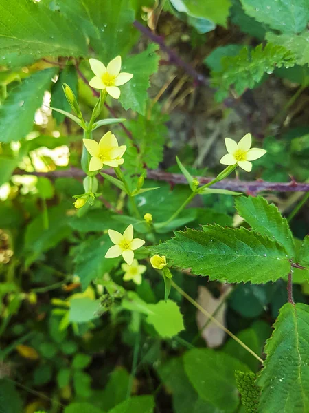 Centauro Amarillo Centaurium Maritimum Cultivo Galicia España — Foto de Stock