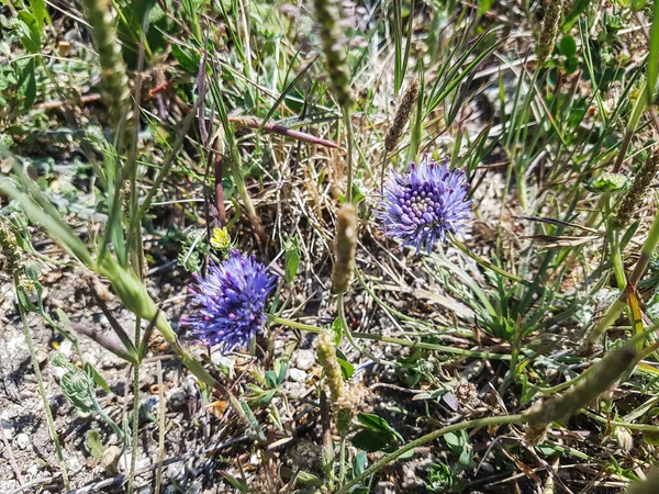 Blue Bonnets Buttons Iron Flower Jasione Montana Growing Galicia Spain — Stock Photo, Image