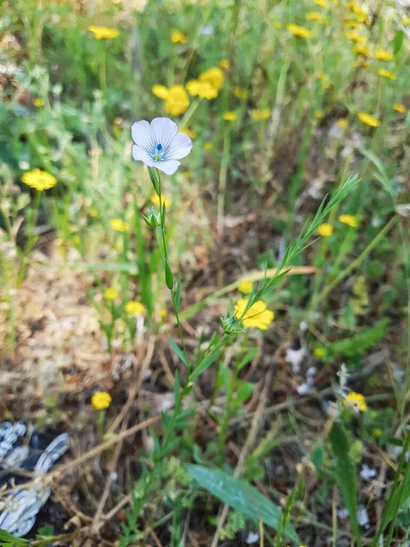 Wild or pale linen, Linum bienne, growing on gutters or slopes of Galicia