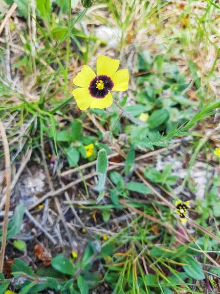 Rosa Roca Manchada Anual Xolantha Tuberaria Guttata Que Crece Dunas —  Fotos de Stock