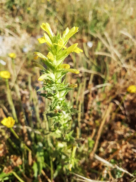 Bartsia Amarilla Algaravia Parentucellia Viscosa Que Crece Vilanova Arousa Galicia — Foto de Stock