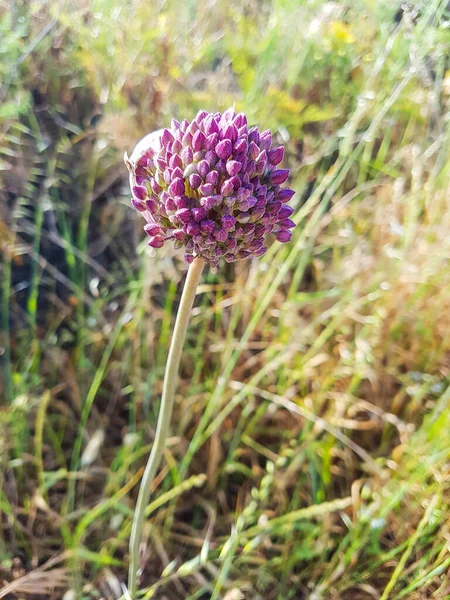 Puerro Salvaje Hoja Ancha Allium Ampeloprasum Que Crece Galicia España —  Fotos de Stock