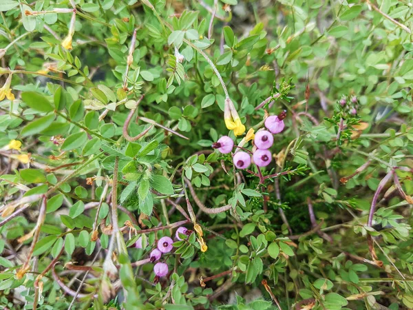 Bell Heather Brezo Quiruela Erica Umbellata Growing Galicia Spain — стоковое фото