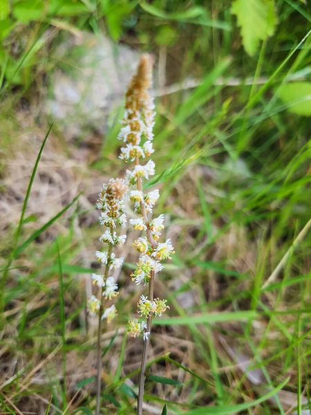 Sesamoides Suffruticosa Endemic Plant Galicia Portugal — Stock Photo, Image