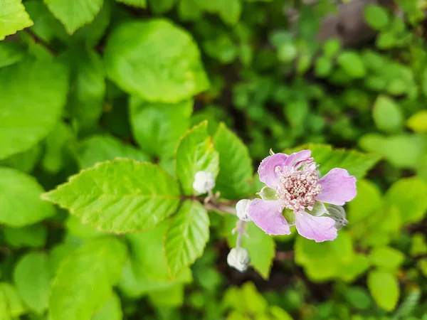 Blossoming Zarzamora Elmleaf Thornless Blackberry Rubus Ulmifolius — Stock Photo, Image