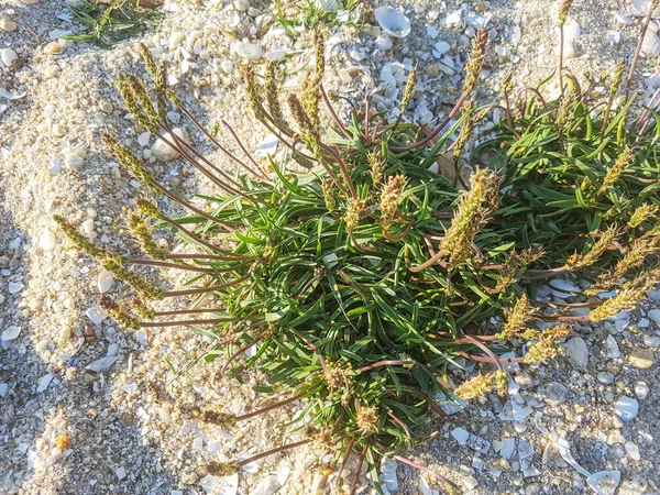 Seea Seaside Plantain Goose Tongue Plantago Maritima Growing Coastal Dunes — Stock Photo, Image