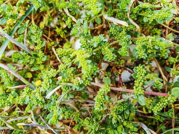Ruptureworts Herniaria Ciliolata Crescimento Nas Dunas Costeiras Galiza Espanha — Fotografia de Stock