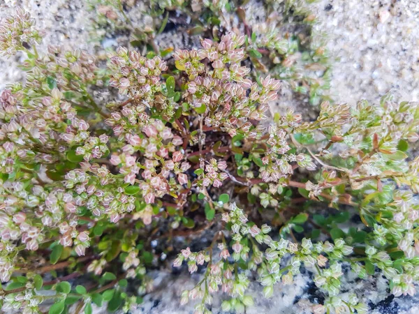 Čtyřlístek Semínek Nebo Čtyřlístek Semínek Polykarpon Tetraphyllum Pěstování Galicii Španělsko — Stock fotografie