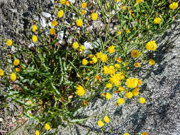 Sima Hawksbeard Crepis Capillaris Növekszik Galicia Spanyolország — Stock Fotó