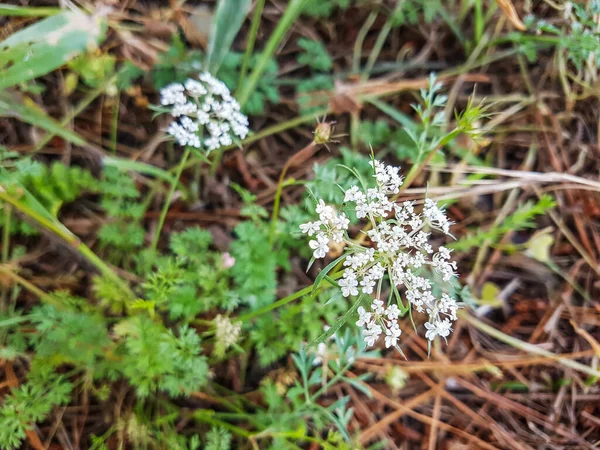 Дикая Морковь Птичье Гнездо Епископское Кружево Daucus Carota Растет Галисии — стоковое фото