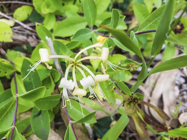 Madreselva Europea Lonicera Periclymenum Crece Galicia España — Foto de Stock