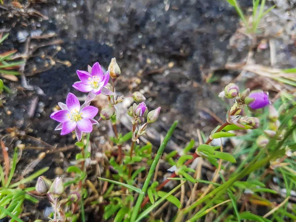 Salt Sandspurry Lesser Sea Spurrey Spergularia Marina Growing Galicia Spain — Stock Photo, Image