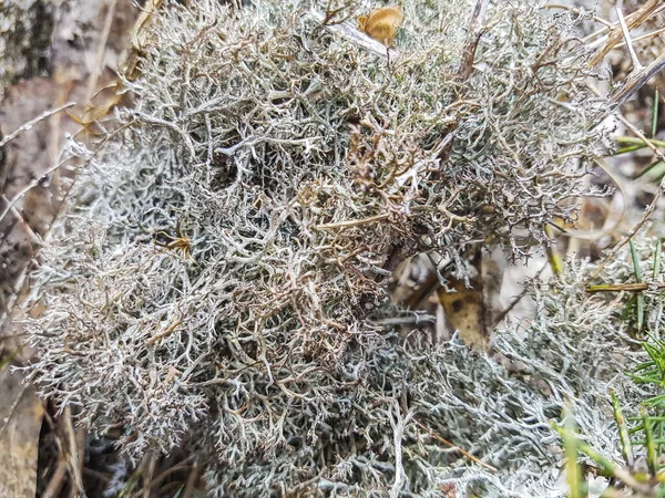 Cladonia Ciliata Vertakte Korstmossen Van Bosgrond Galicië Spanje — Stockfoto