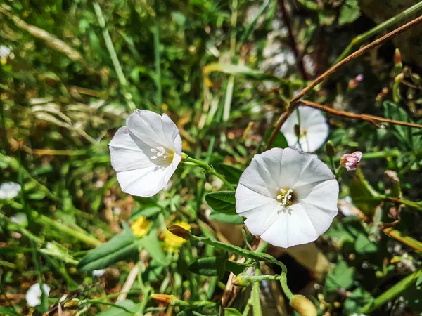 Galiçya, İspanya 'da yetişen Alan ya da Avrupa bağotu ve sabah zaferi, Convolvulus arvensis