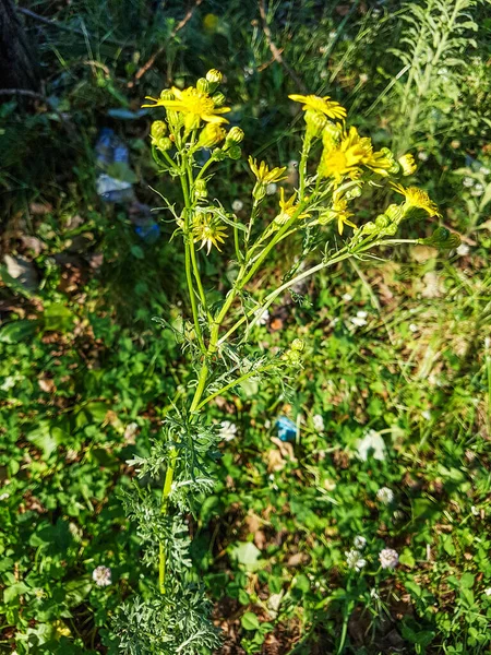 Ragwort Willie Puzzolente Erba San Giacomo Jacobaea Vulgaris Senecio Jacobaea — Foto Stock