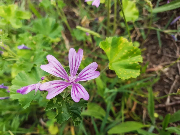 Charlie Rastrero Malva Sylvestris Crece Galicia España —  Fotos de Stock