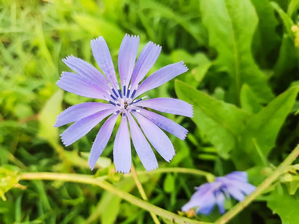 Čekanka Obecná Neboli Escarola Cichorium Intybus Pěstování Galicii Španělsko — Stock fotografie