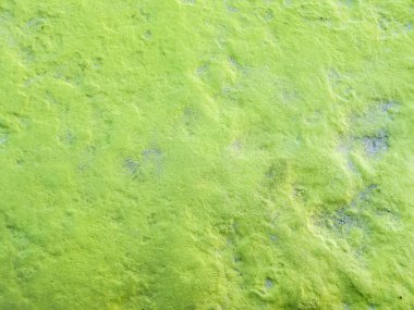 Yeşil renklerle boyanmış kabarık duvar yüzeyinin arka planı ve dokusu