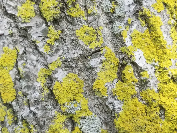 黄色のライチと松の樹皮の背景と質感 Xanthoria Parietina — ストック写真