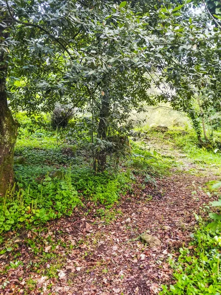 Kuru Yapraklardan Oluşan Kahverengi Patika Nemli Ormanın Yeşili Arasında — Stok fotoğraf