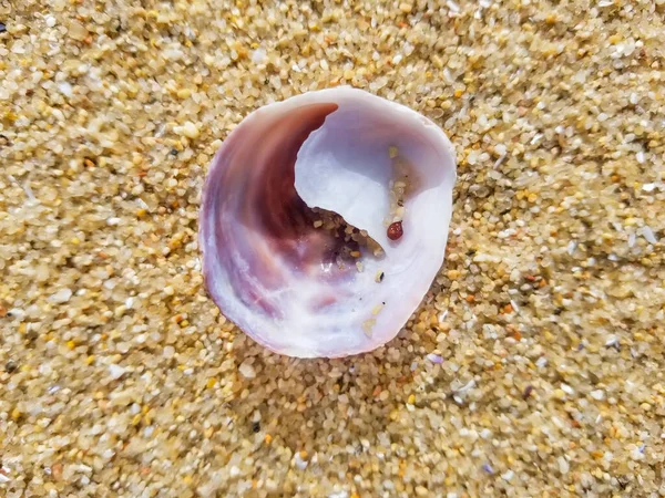 Concha Interior Pila Zapatilla Común Crepidula Fornicata Playa Galicia España —  Fotos de Stock