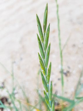 İspanya 'nın Galiçya kentinde yetişen Elymus (Elytrigia) pişman olur.