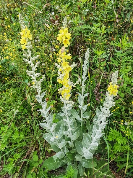 Planta Muleína Terciopelo Verbascum Pulverulentum Que Crece Galicia España — Foto de Stock