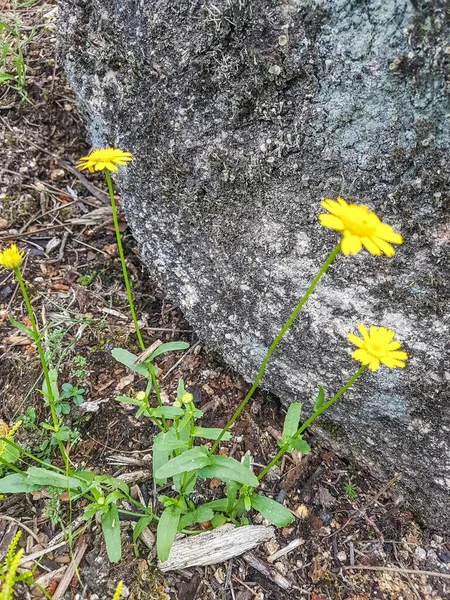 Plantain Leopard Bane Eller Falsk Leopardbane Doronicum Plantagineum Odlas Galicien — Stockfoto