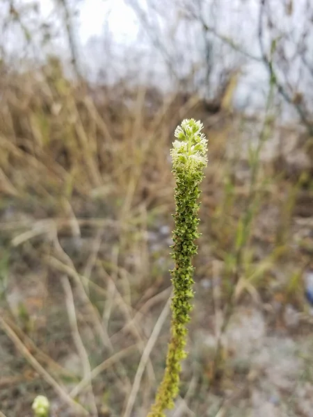 Цветы Dyer Ракеты Сварные Шерстяные Желтые Сорняки Reseda Luteola Растет — стоковое фото