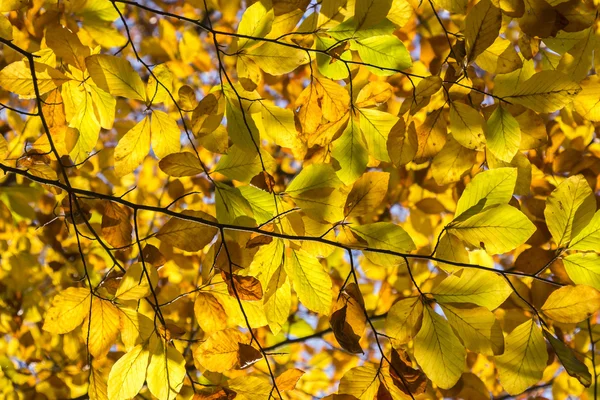 Hojas de otoño amarillas y anaranjadas como fondo — Foto de Stock