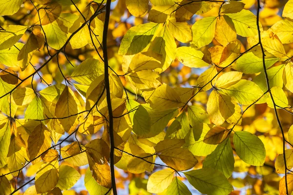 Hojas de otoño amarillas y anaranjadas como fondo — Foto de Stock